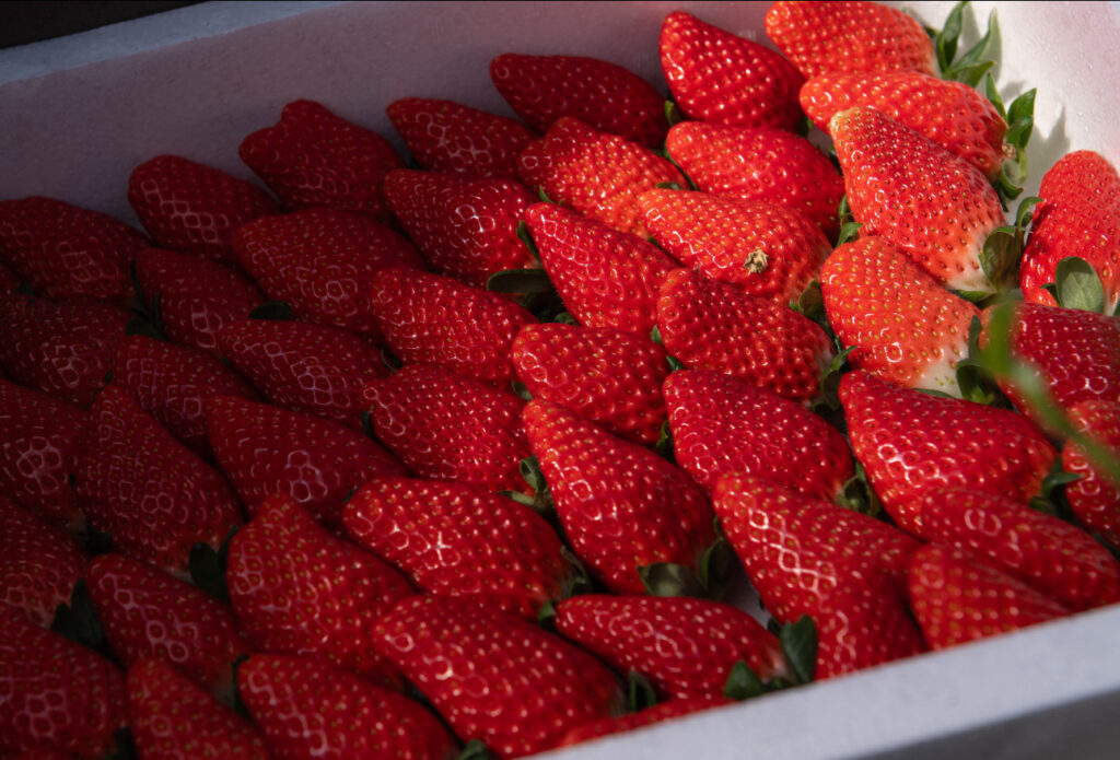 苺狩り中止のお知らせとご案内 | 高級ブランドいちごの通販ならテレビ